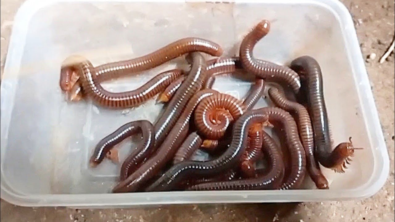 Amazing catch groups of millipede inside the house