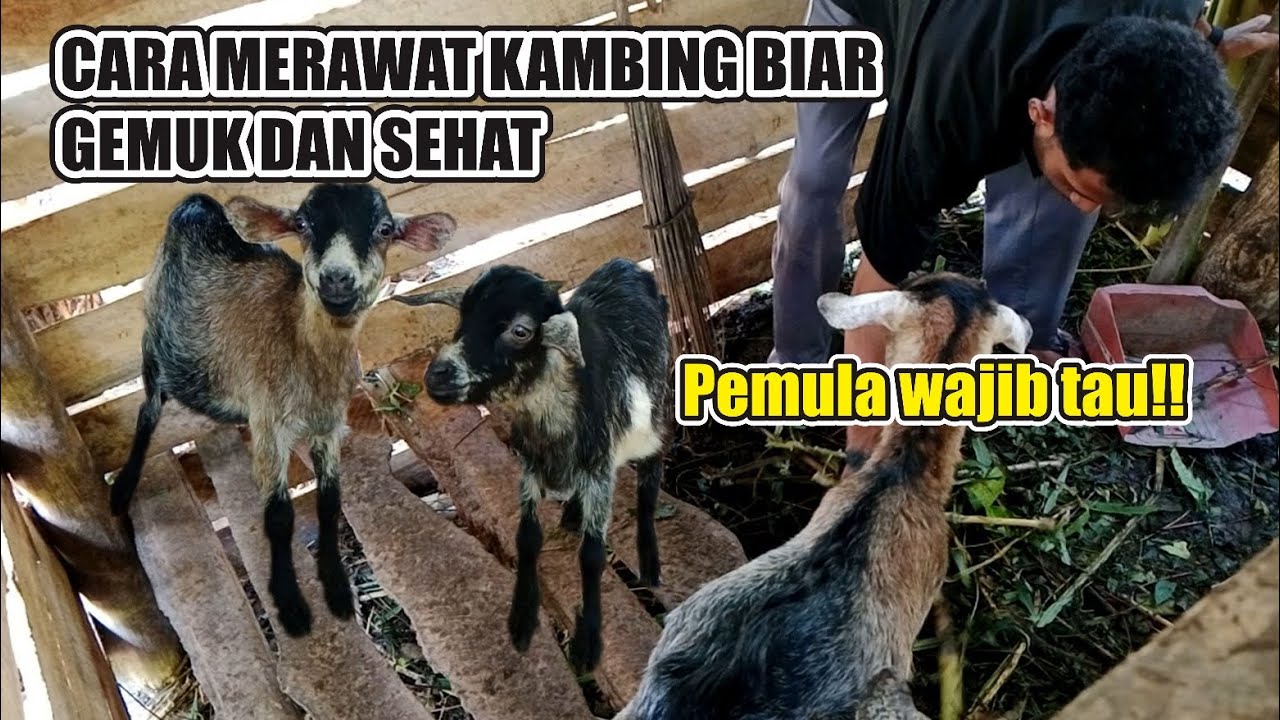 Cara merawat kambing biar gemuk & sehat II pemula wajib tau!!