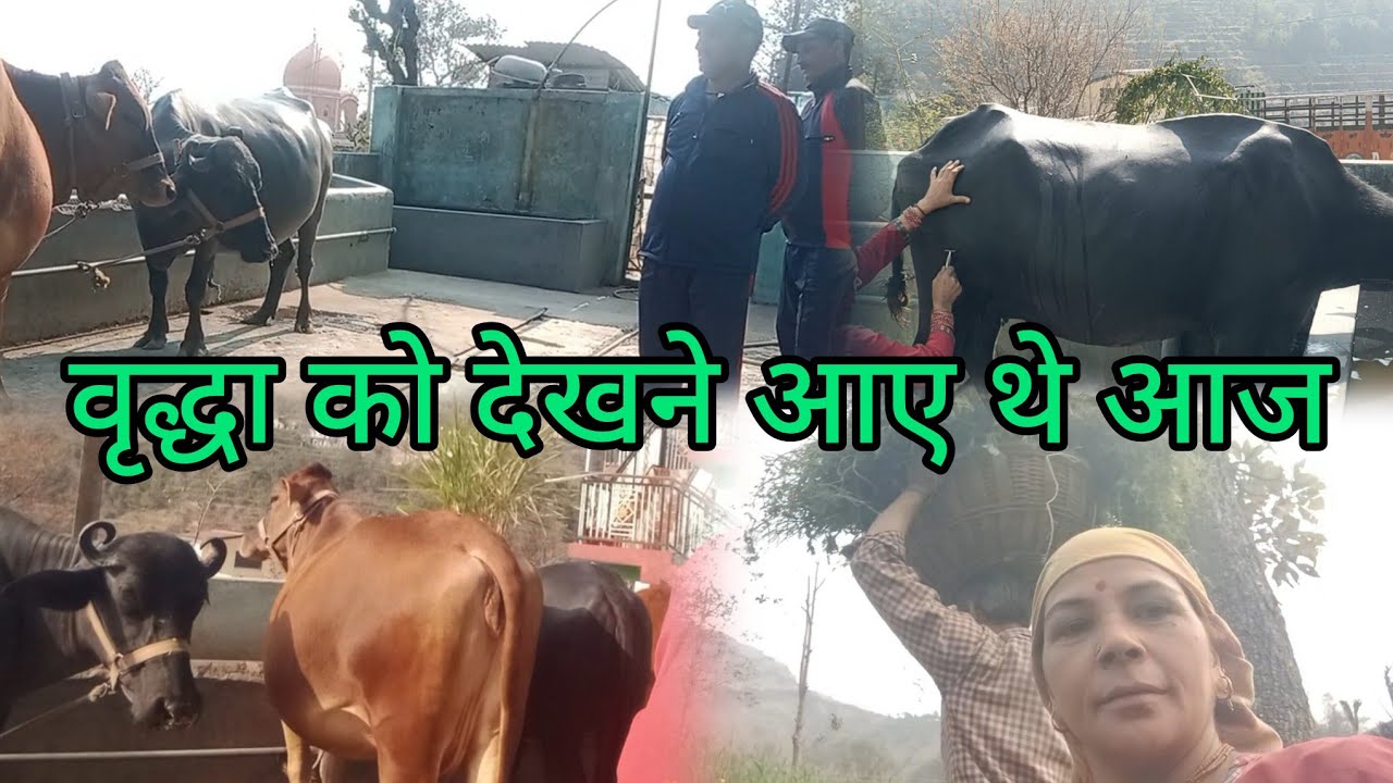 फूट फूट कर रोने लगी नंदिनी😢 वृंदावन को देखने आए थे आज👍🙏🏻 #phadil ife style blog#hp tulsi devi