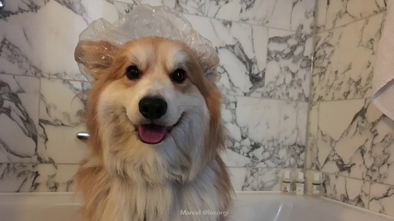 Marcel @lecorgi Presents: Dog-Friendly St Pancras Renaissance Hotel in London - Dec. 2016
