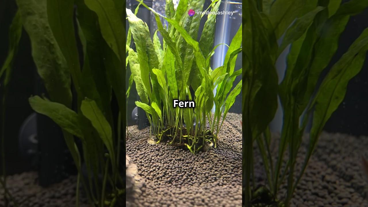 5 Best Plants for Beginner Aquariums