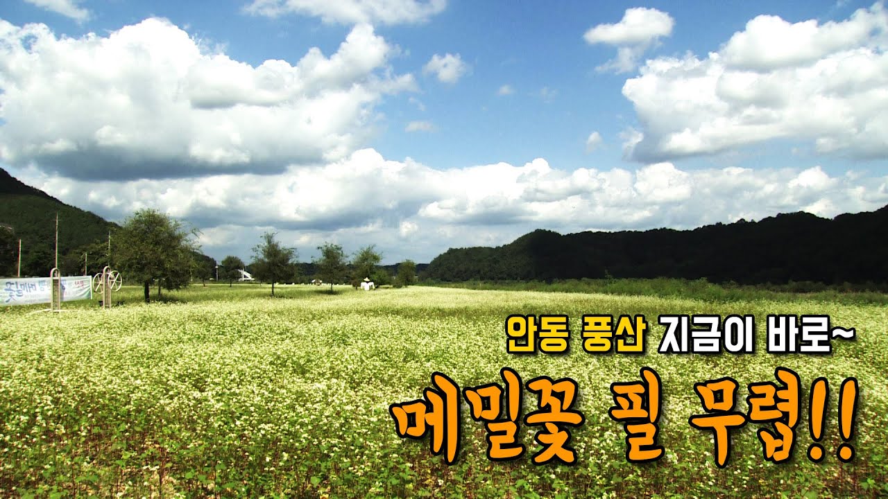 안동 풍산 지금이 바로~ 메밀꽃 필 무렵!!