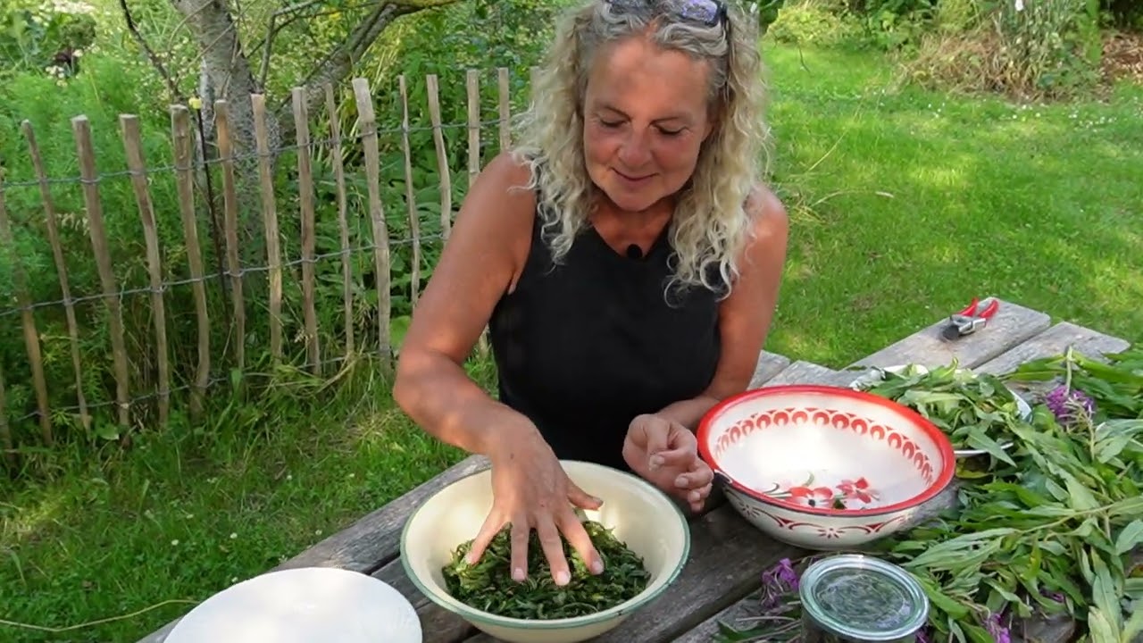 Making Fermeted Tea With Rosebay Willowherb / Fireweed / Gederams. Permaculture Nordic Food Forest