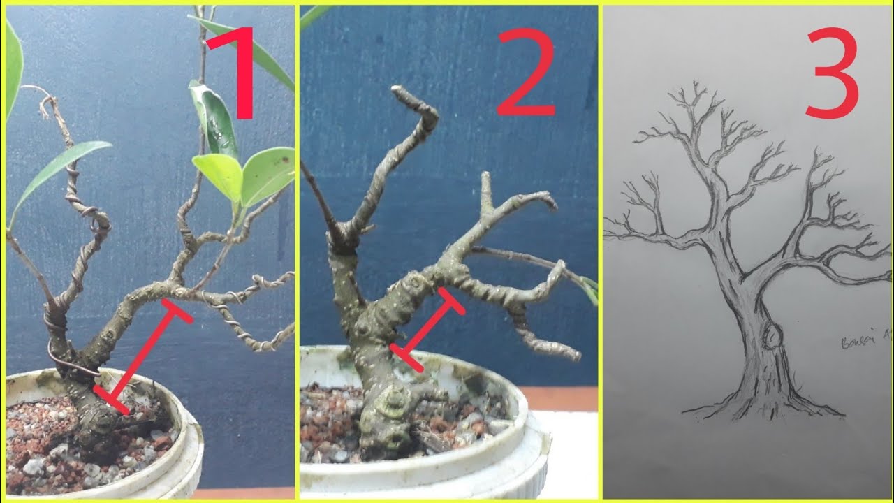 pruning my small ficus bonsai | bonsai kimeng | drawing bonsai tree