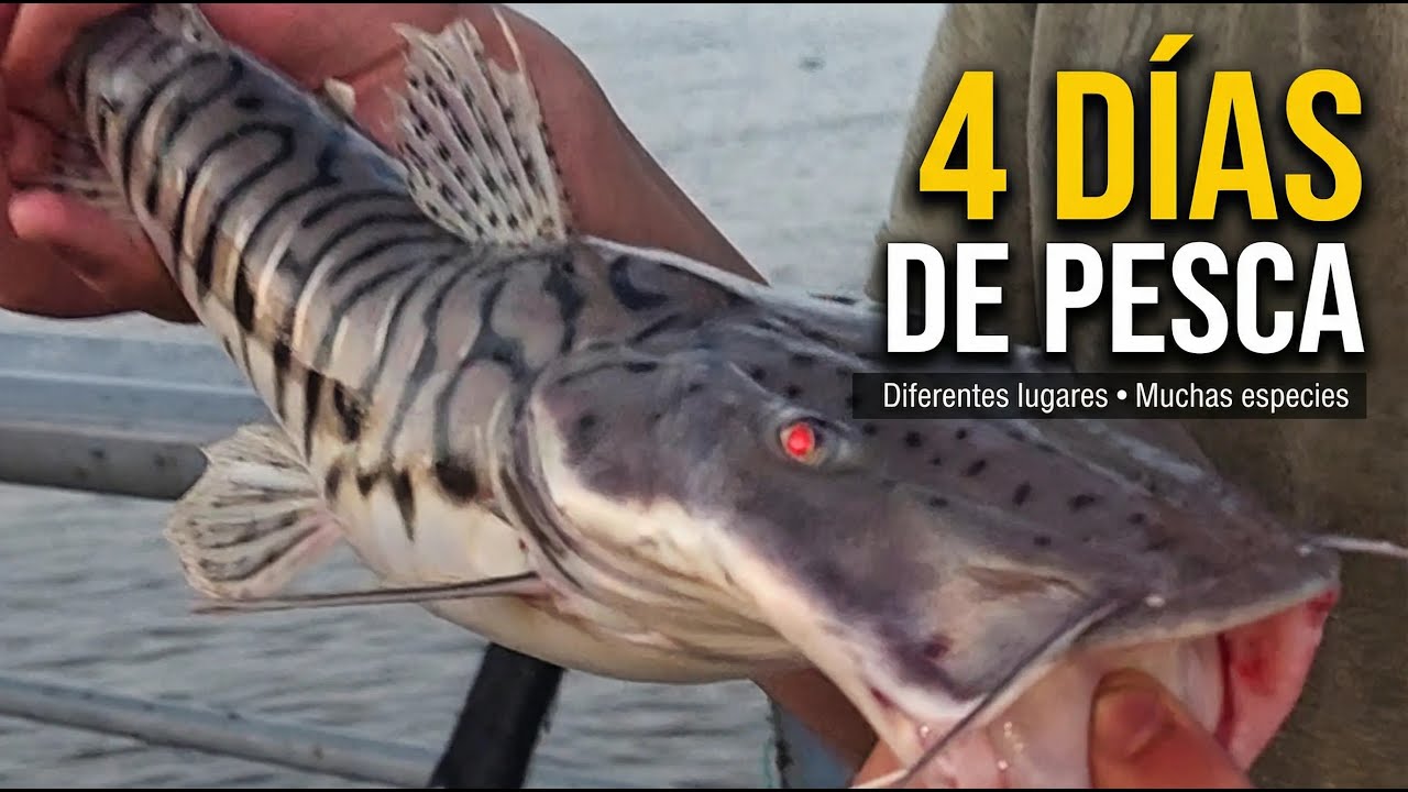 4 DIAS DE PESCA en LUGARES DISTINTOS / Muchas ESPECIES y un LUGAR que SORPRENDIO.