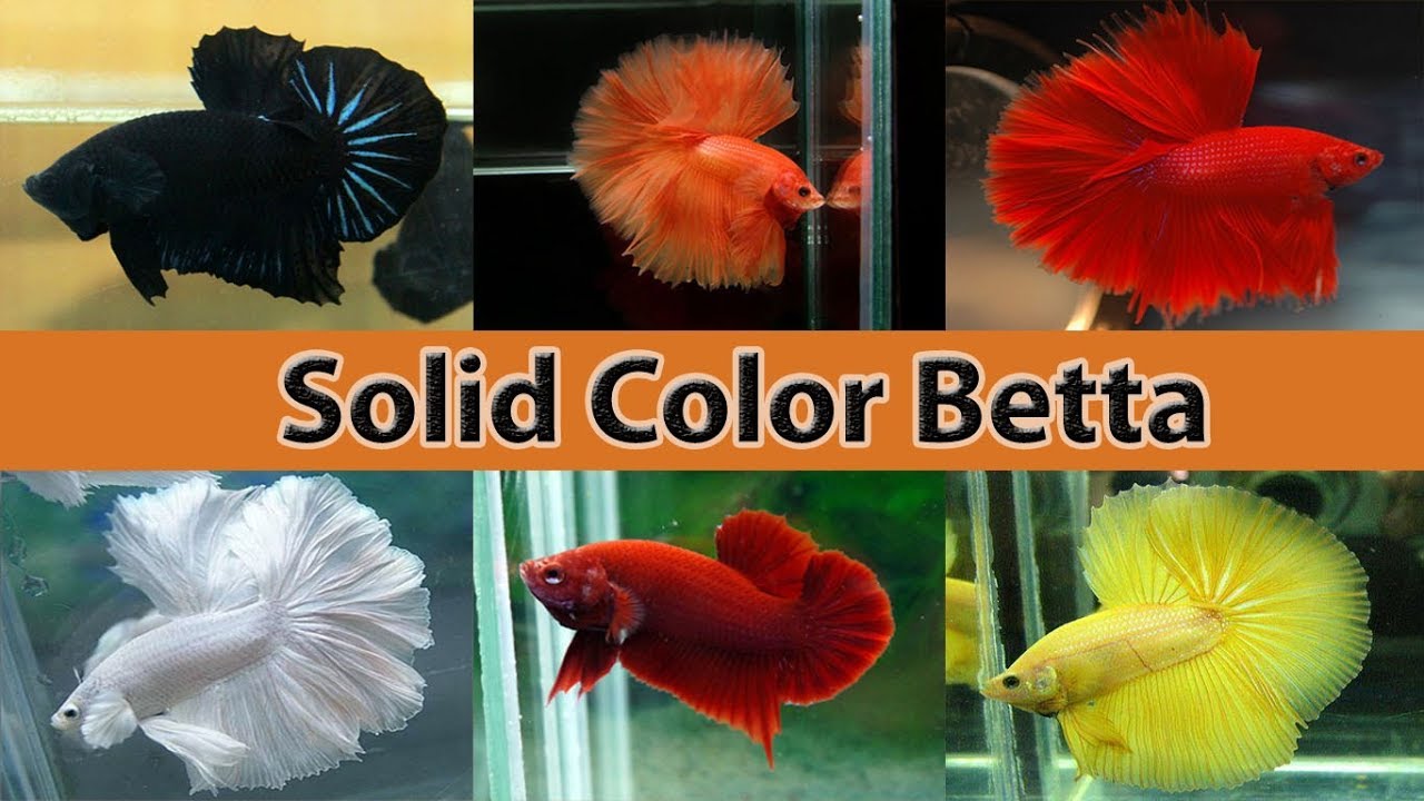 [Sưu tầm] Tập hợp các loại cá Betta đơn sắc đẹp xuất sắc(Supper red, Supper black, Supper White...)