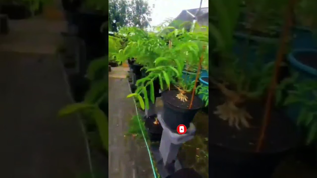 BUDIDAYA ANTING PUTRI VIRAL #viral #shorts #shortvideo