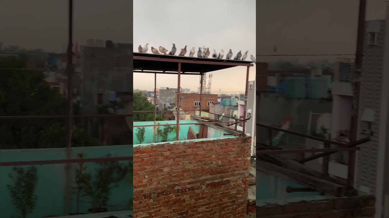 #golekabutar#bird#kabutarbazi #golekabuter#pigeon#reels