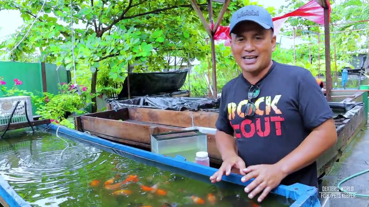 ORNAMENTALFish Farming│Goldfish spawning guide(Tank prep, water conditioning, selecting breeders )