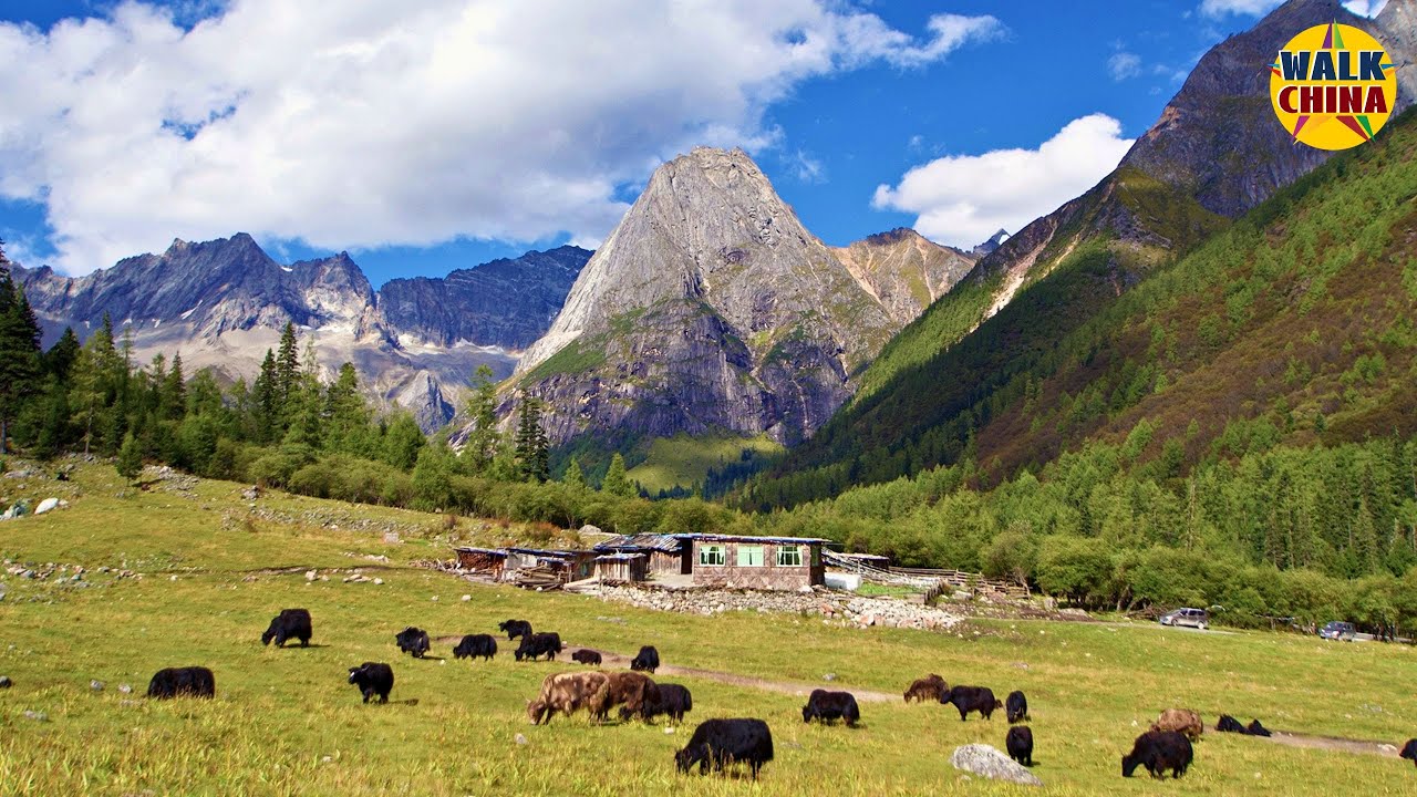 Walking on a Grassland in a Valley of Eastward Alps (Mt.Siguniang, China)