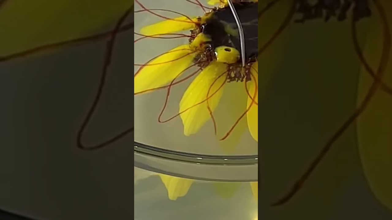 Arte En Gelatina Girasol Gigante mire el video clase completo gratis