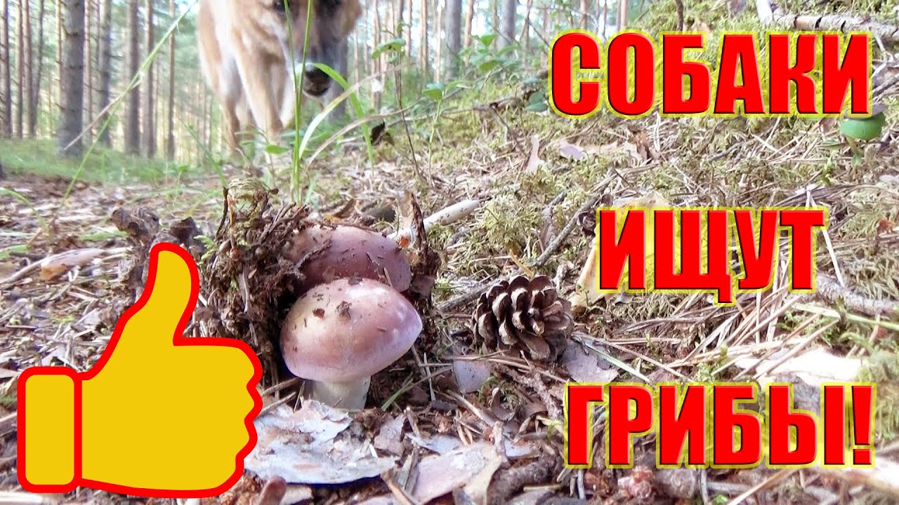 ✅Помогают ли собаки собирать грибы?
