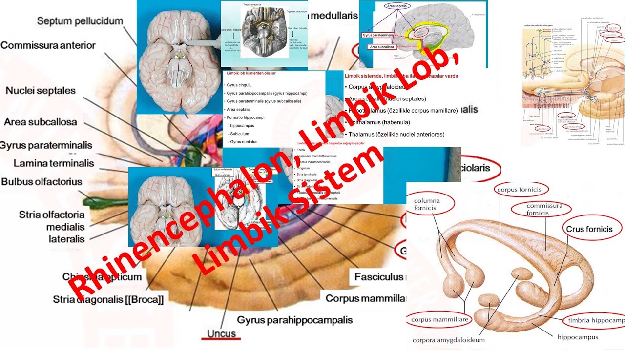 Limbik Sistem, Limbik Lob, Rhinencephalon Laboratuvar ve Teorik Dersi