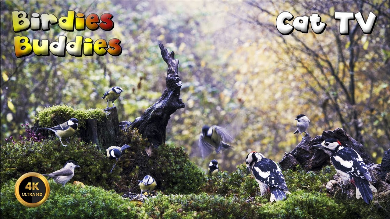 Cat TV for cats to watch 🐈 -  BIRD FRIENDS OF THE FOREST 🦜🌿 (4K)