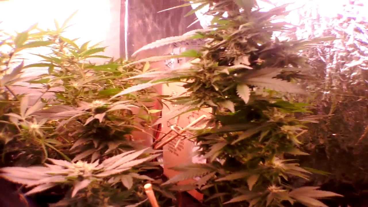 medical marijuana induction grow light!