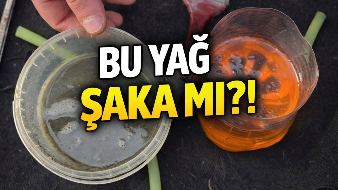 Kuba Rosewood50 Şanzıman Yağı Değişimi | Minimum 1.50x Hızda İzlemeniz Tavsiye Edilir 😅😅