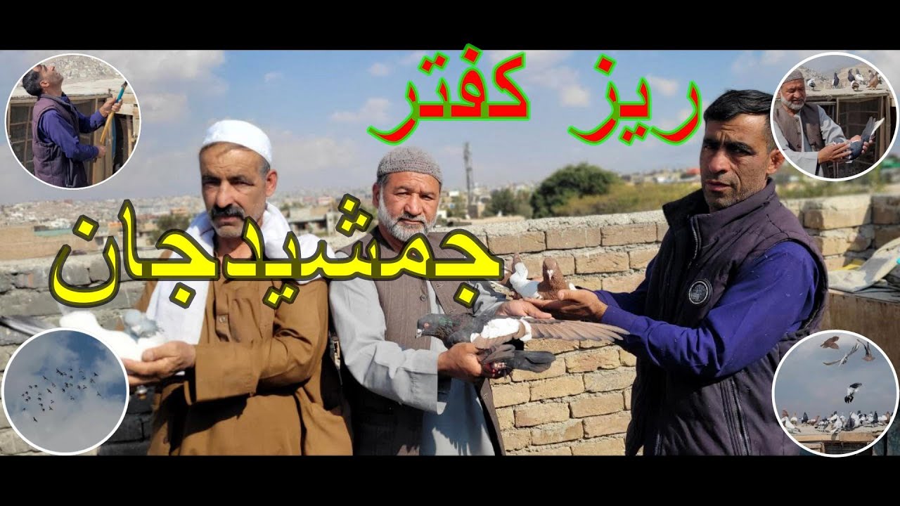 ریز کفترهای پهلوان جمشید جان/ کفترهای مقبول و زور/ شوقي زور/ Jamshid's Antique Racing Pigeons