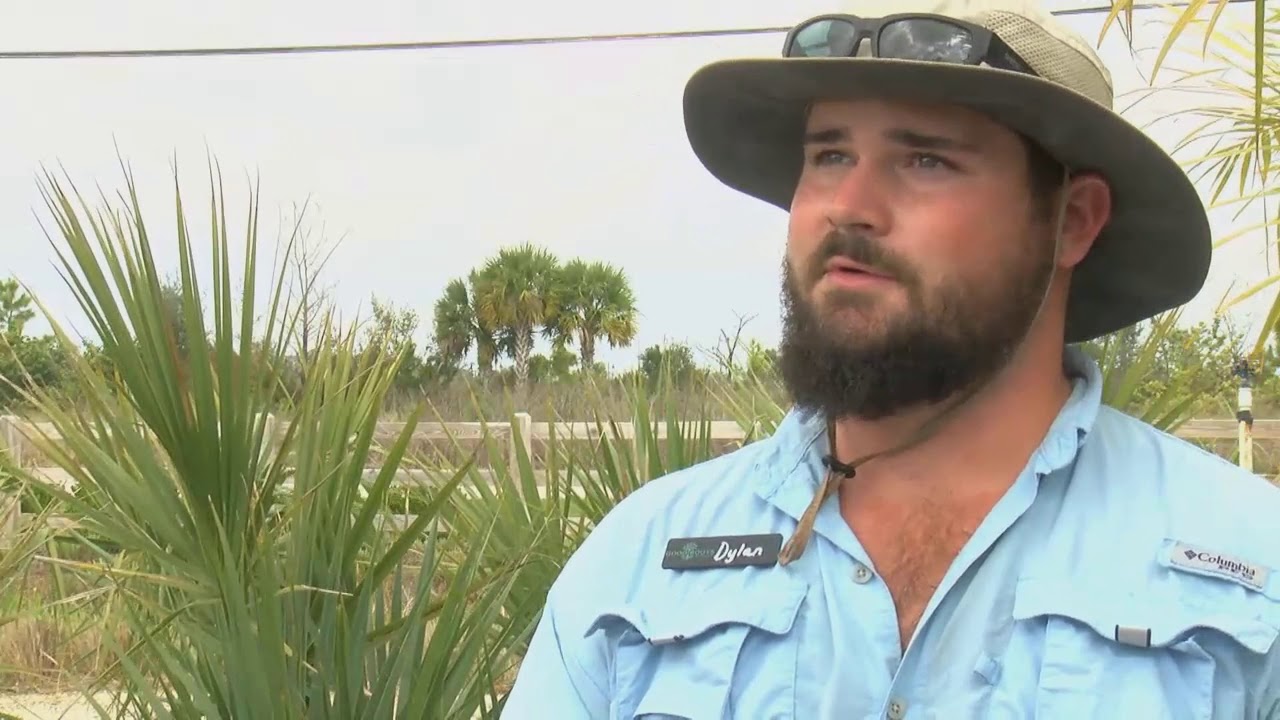New palm trees turn brown along unfinished Logan Boulevard