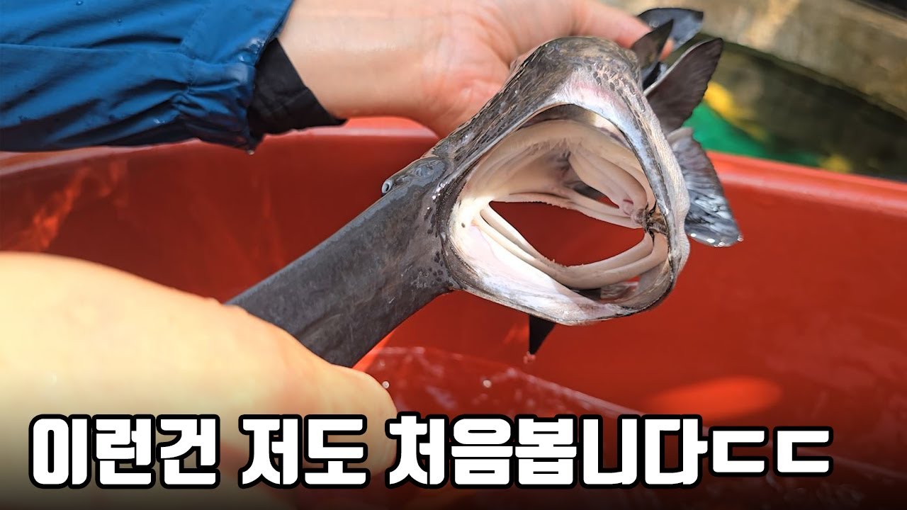 싹다 멸종하고 지구상에 유일하게 남아있는 희귀생물! 이게 한국에도 있었군요 ㄷㄷ