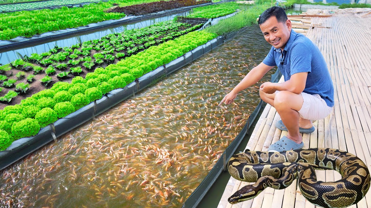 How I Transformed A Swampy Land into A Thriving Farm-Journey to Create a Successful Free-Range Farm!