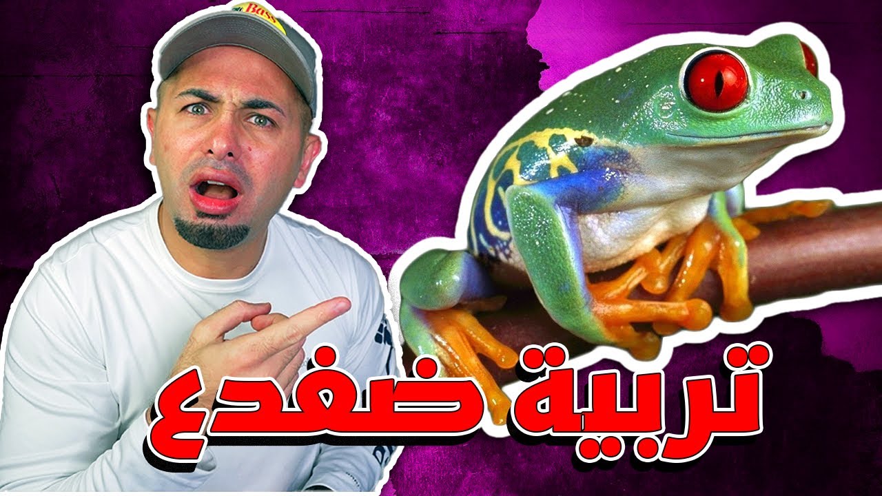 طريقة تربية ضفدع وكل شي بتحتاجه للعناية فيها - Frog Care Routine