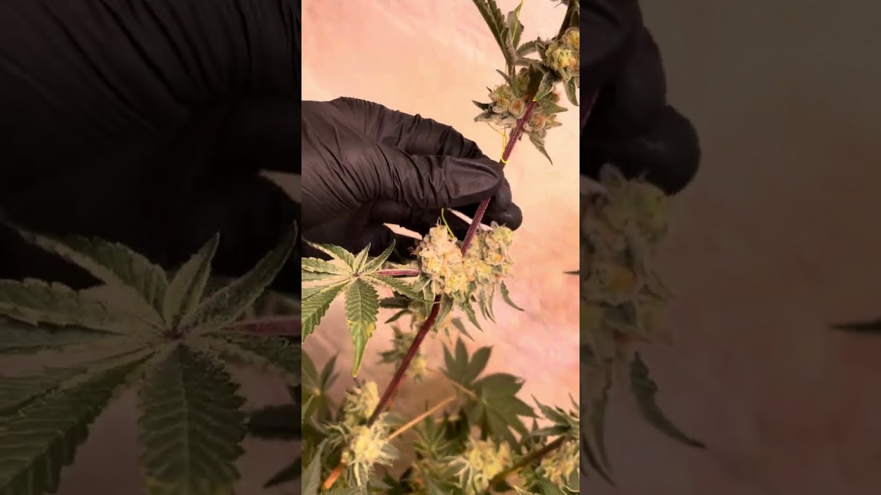 Inhousegenetics Sangrown with Athena flower day 51