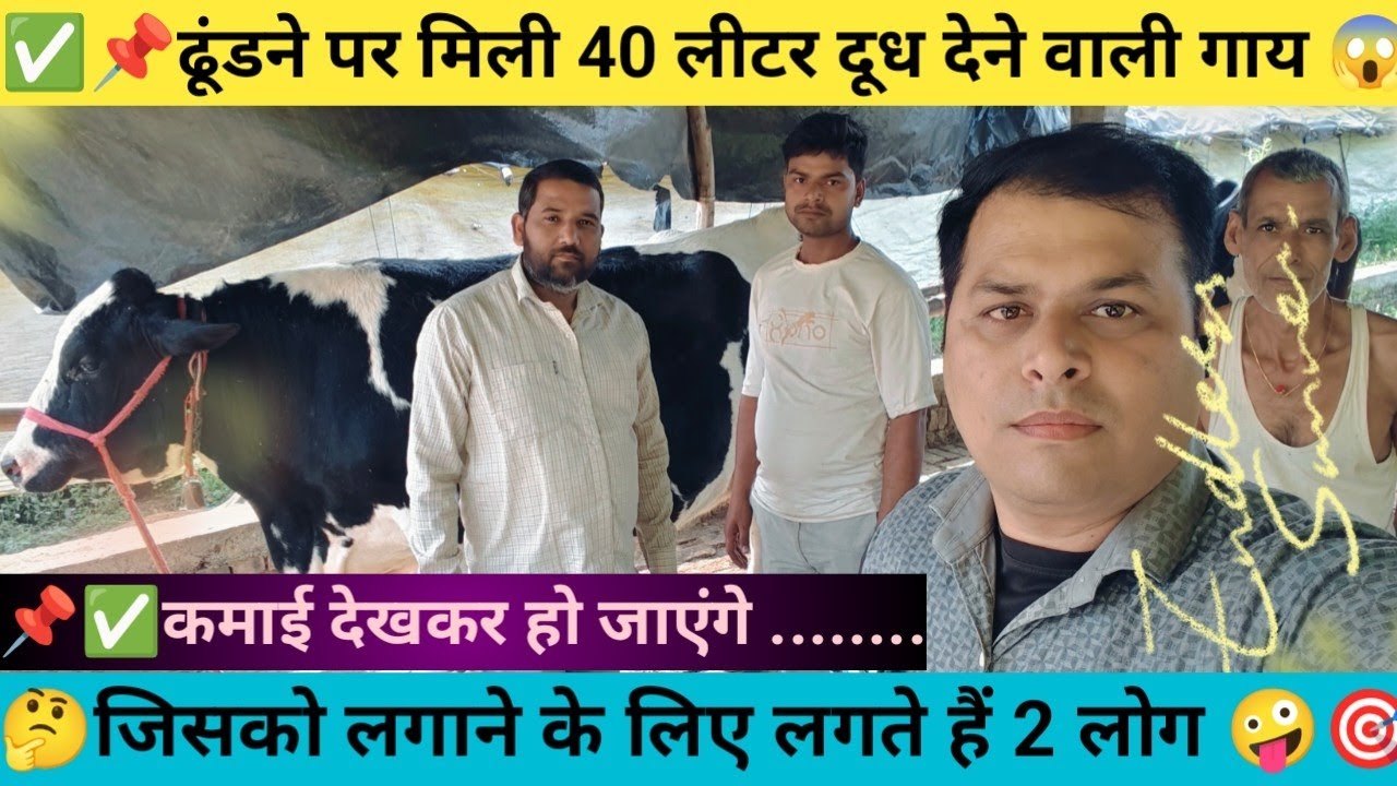 ✅📌😱मिल ही गई 40 लीटर दूध देने वाली गाय🤔जिसको लगाने के लिए लगते हैं 2 लोग 🤪जिसकी कमाई देखकर हो.......
