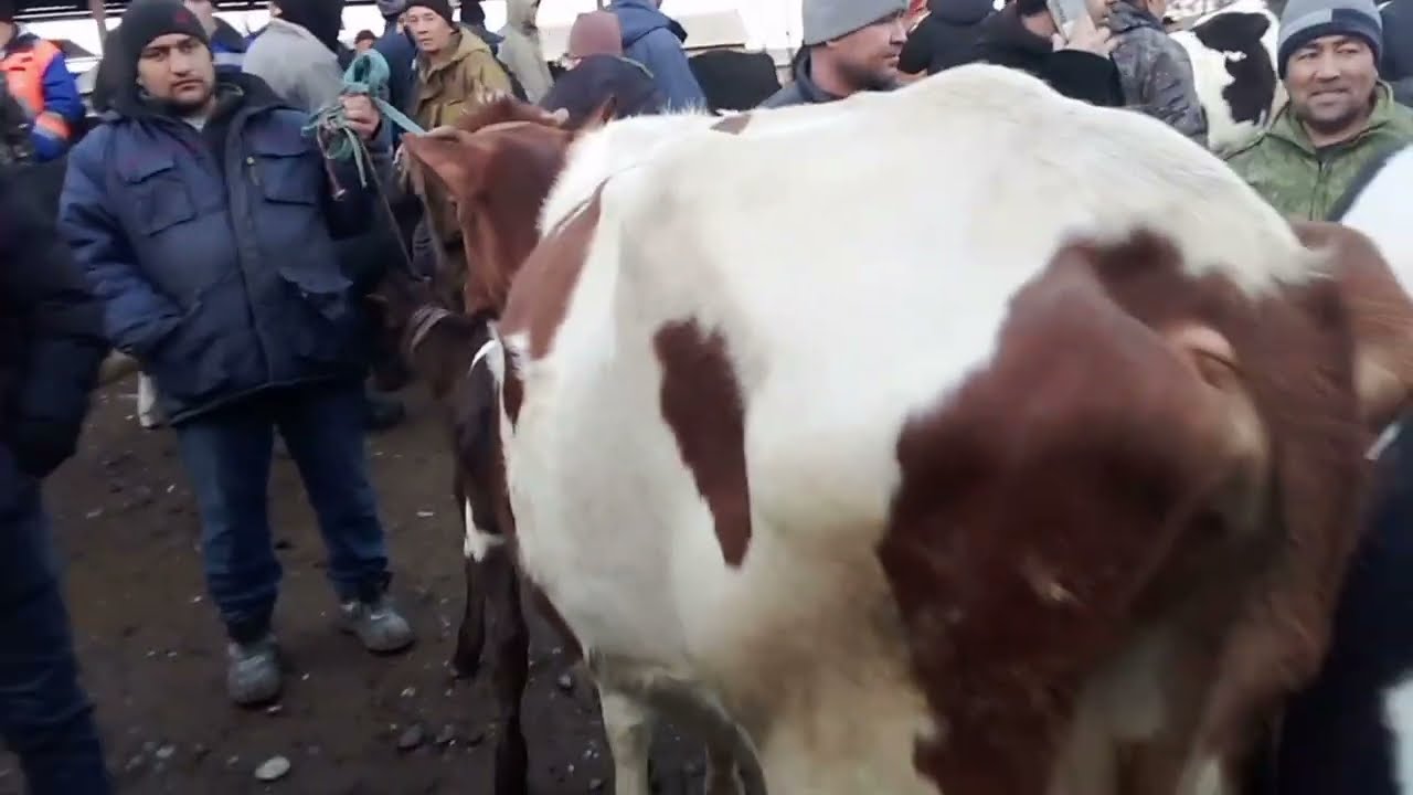 МОЛБОЗОР.ГОВМУШХО ОЧА БАЧА.