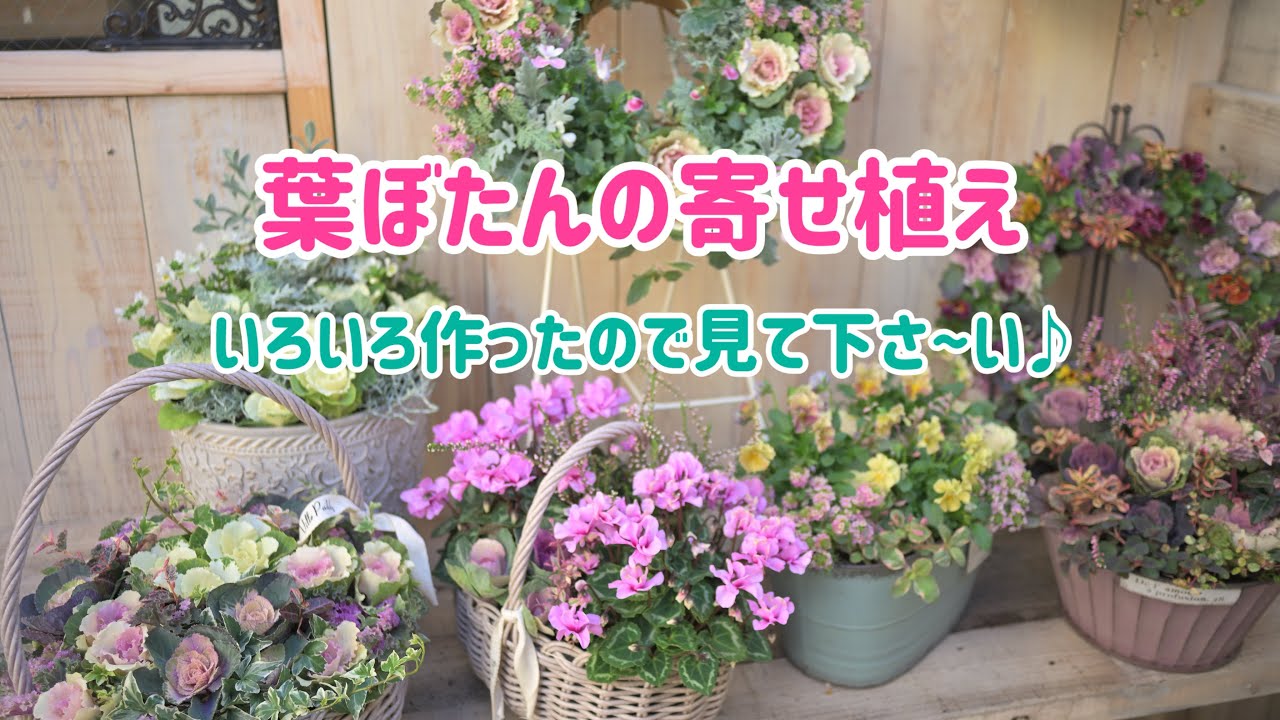 葉ぼたんの寄せ植え　いろいろ作ったので、お時間ございましたら見て下さ〜い♪