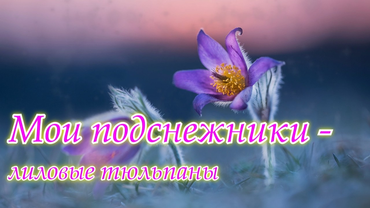 Мои подснежники — лиловые тюльпаны