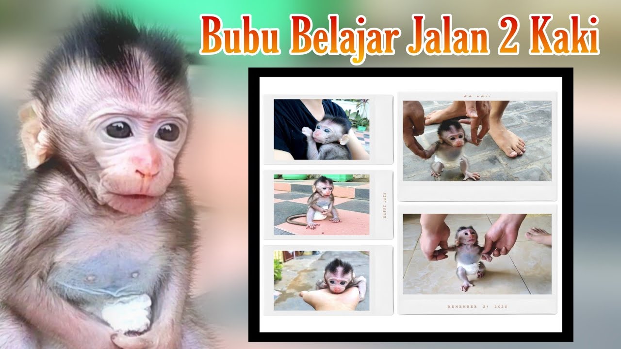 Train baby monkey to walk on two legs