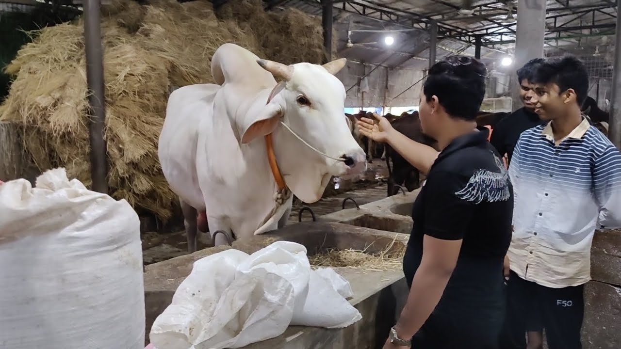 Al Madina Cattle 2023