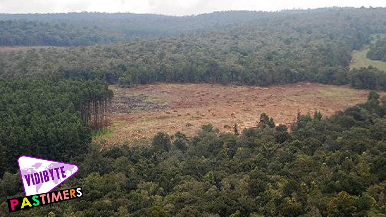 10 Most Endangered Forests on Earth || Pastimers
