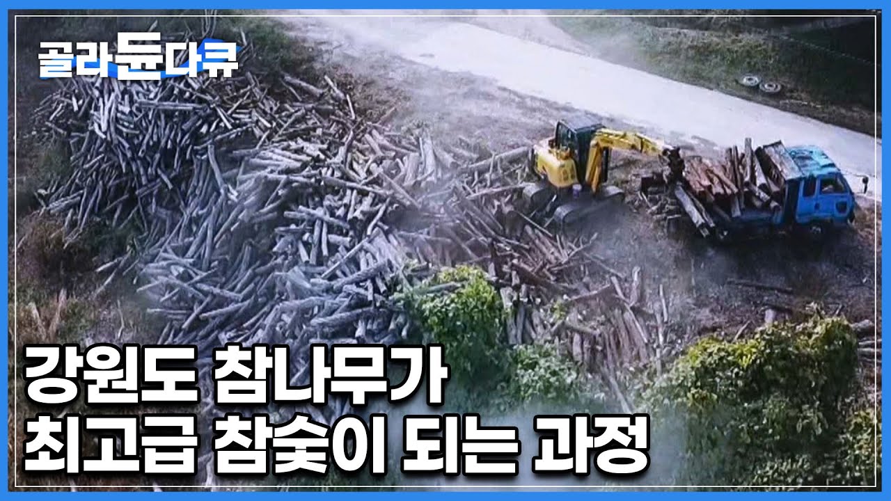 대한민국 1등급 참숯이 탄생하는 과정│무려 5시간 동안 허리 한번 제대로 펴지 못하고 100킬로가 넘는 참나무를 나르는 극한의 작업자들│숯 만들기│참숯 공장│극한직업│#골라듄다큐