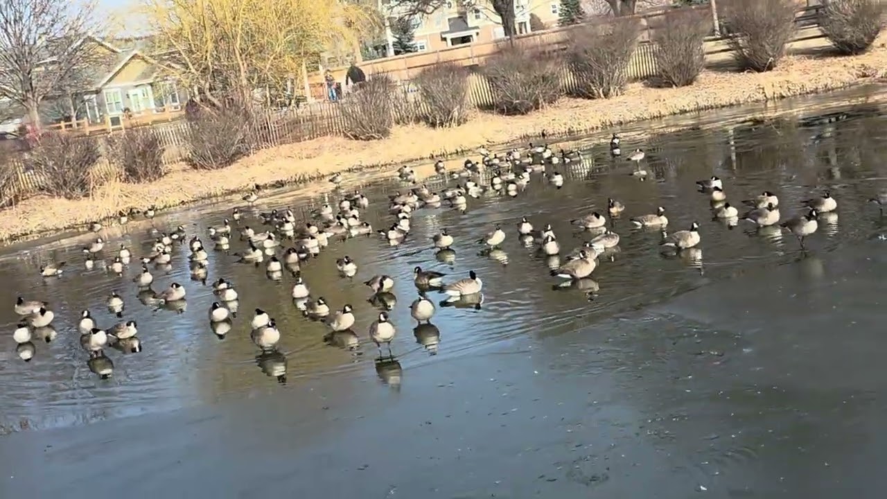 ​Can You Count All These Ducks ?