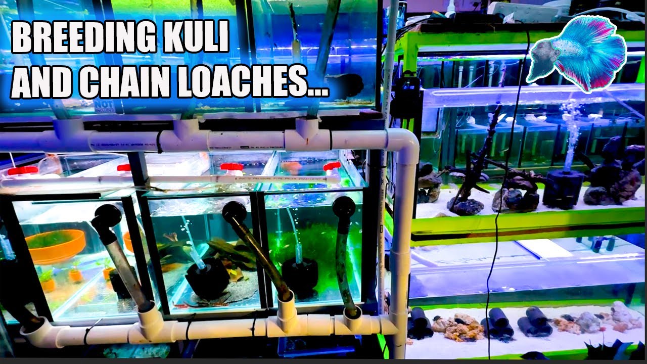 BREEDING AND SPAWNING LOACHES? FISHROOM UPDATE!