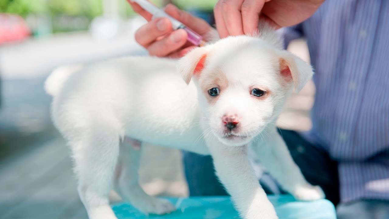 What Is the Recommended Rabies Vaccination Schedule for Puppies?