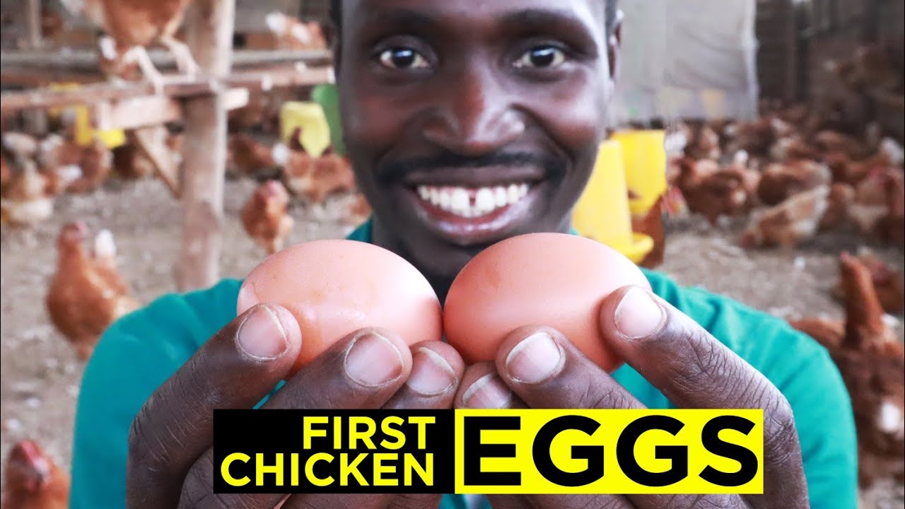 My Chickens Started Laying Eggs!🤸🏽‍♂️