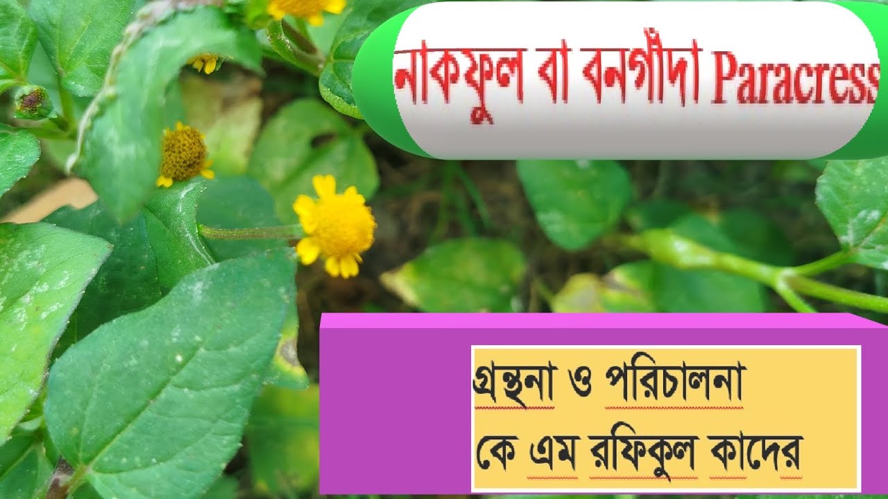 নাকফুল বা বনগাঁদা Paracress