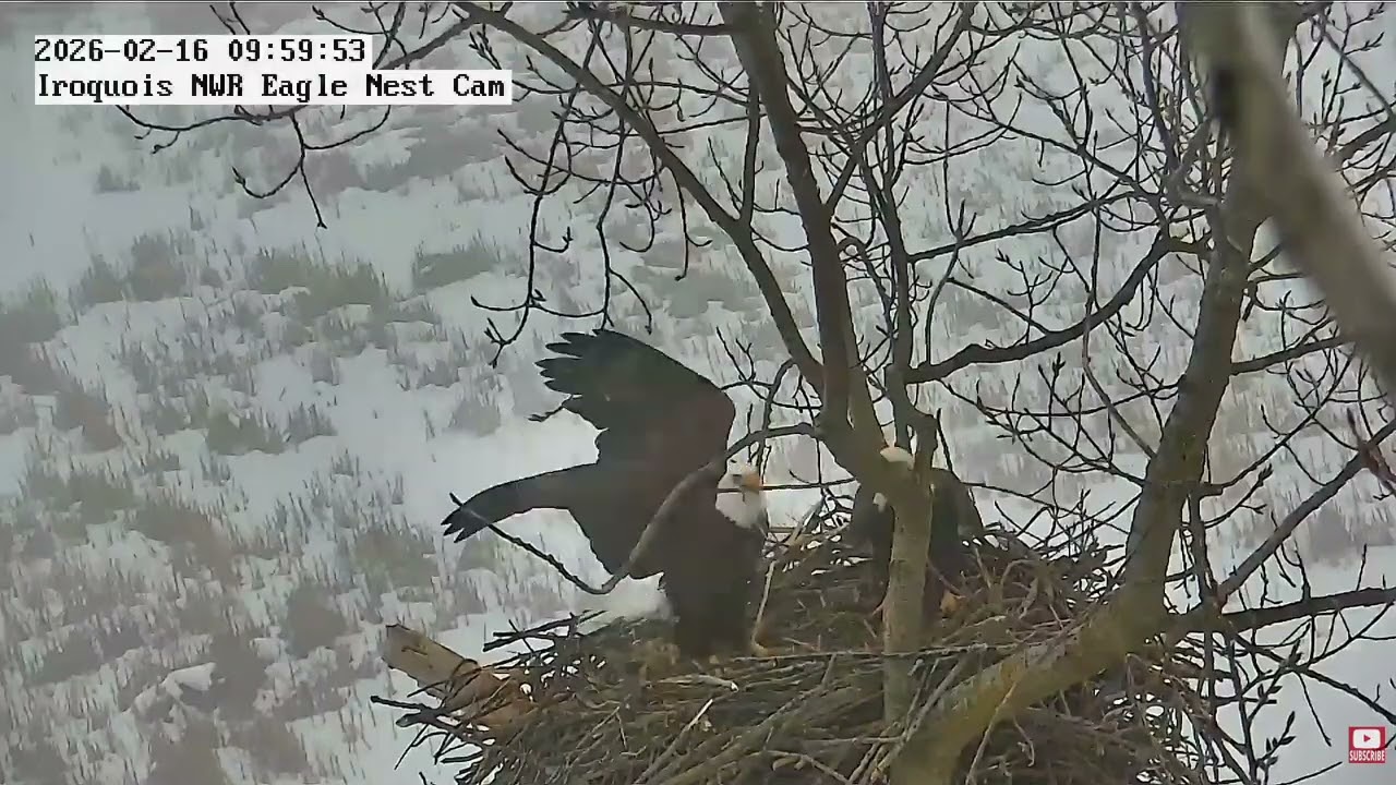 INWR-Stick wars2026 02 16