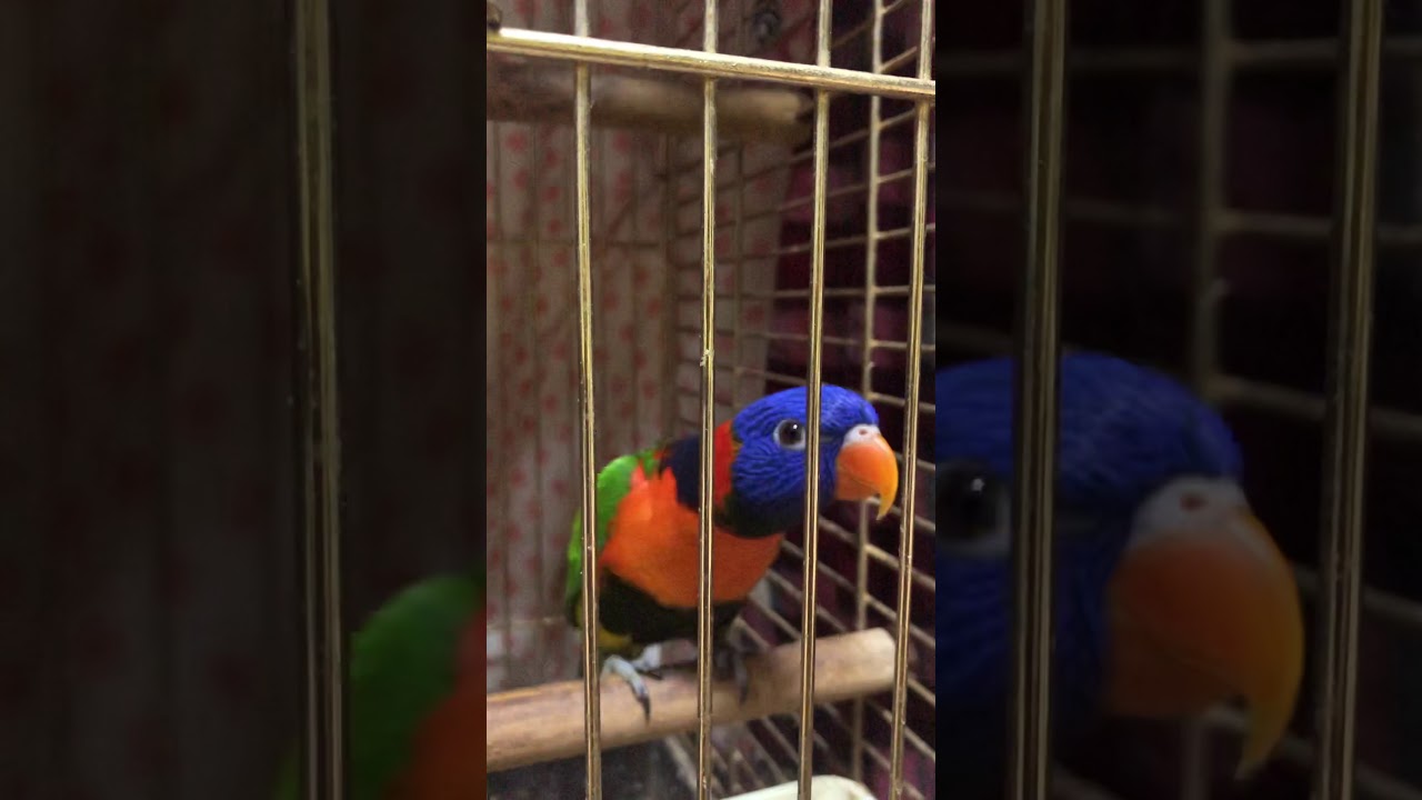 #ببغاء اللوري يتكلم ويقلد صوت القطه 😻 lory life 💕🦜