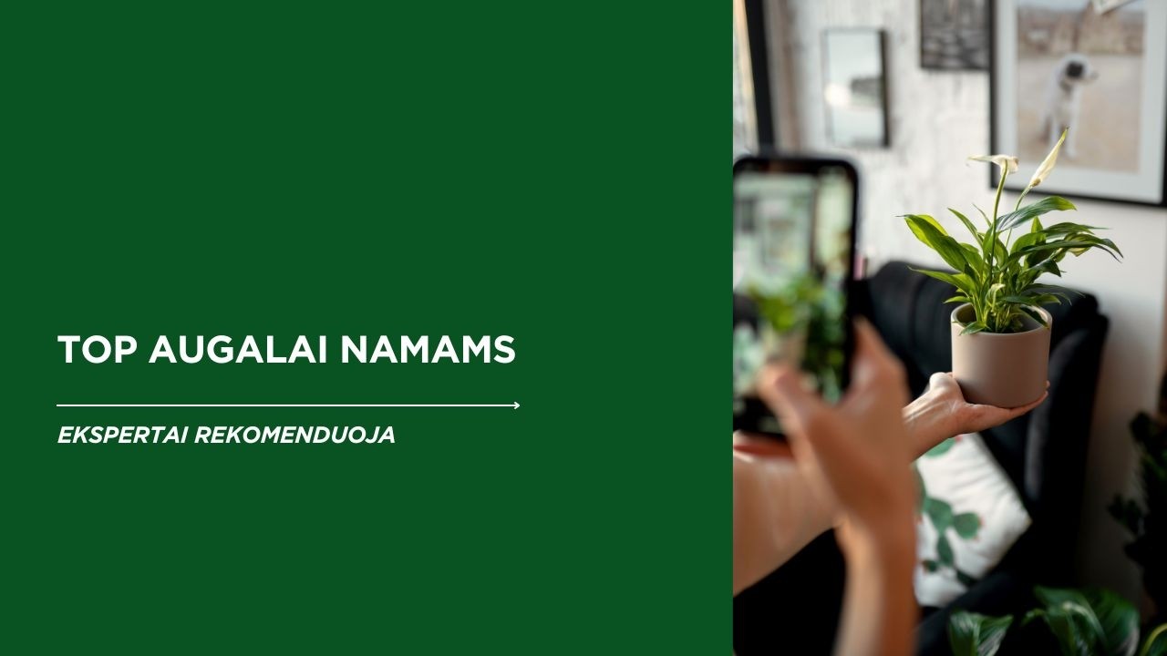 TOP 6 kambarinės gėlės jūsų erdvėms | Idėjos interjerui + vazonų derinimas