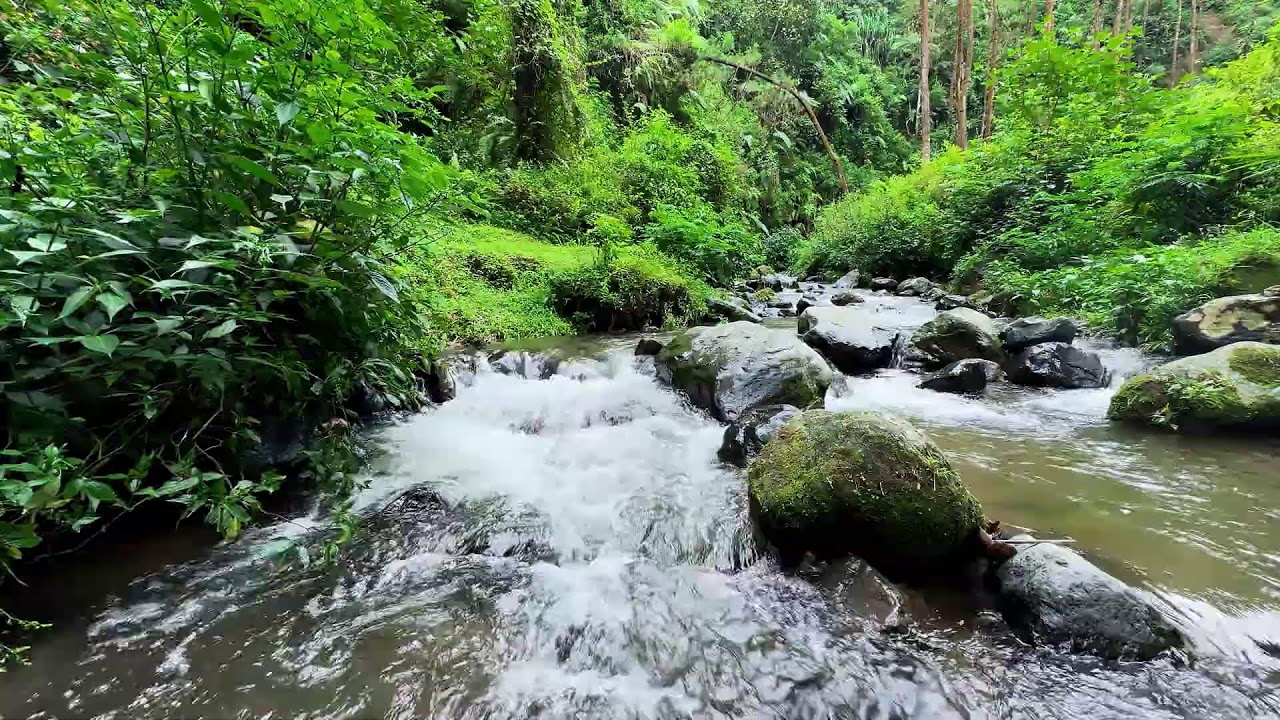 River sound in silent woods guiding your thoughts slowly toward peaceful deep sleep