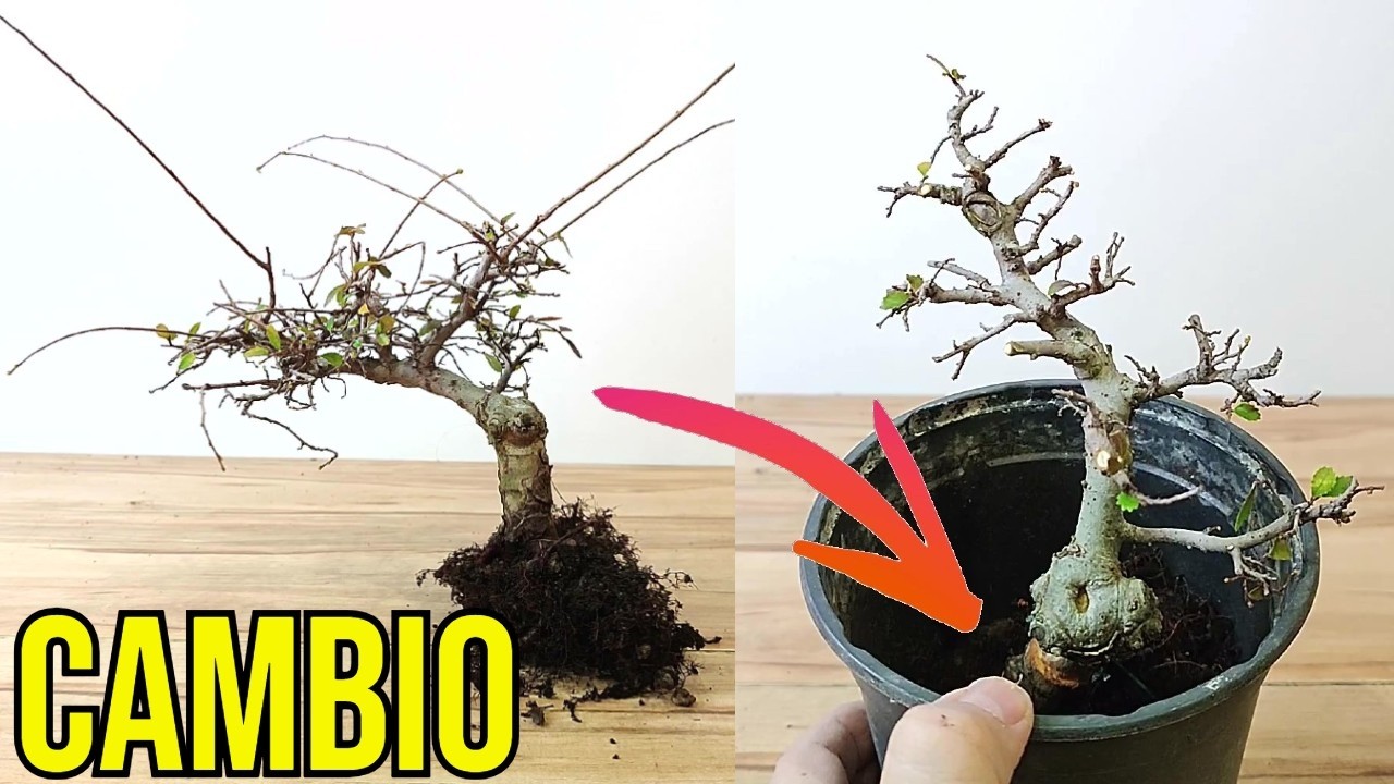 ¡Esto hago para Mejorar un Olmo Chino! - BONSAI