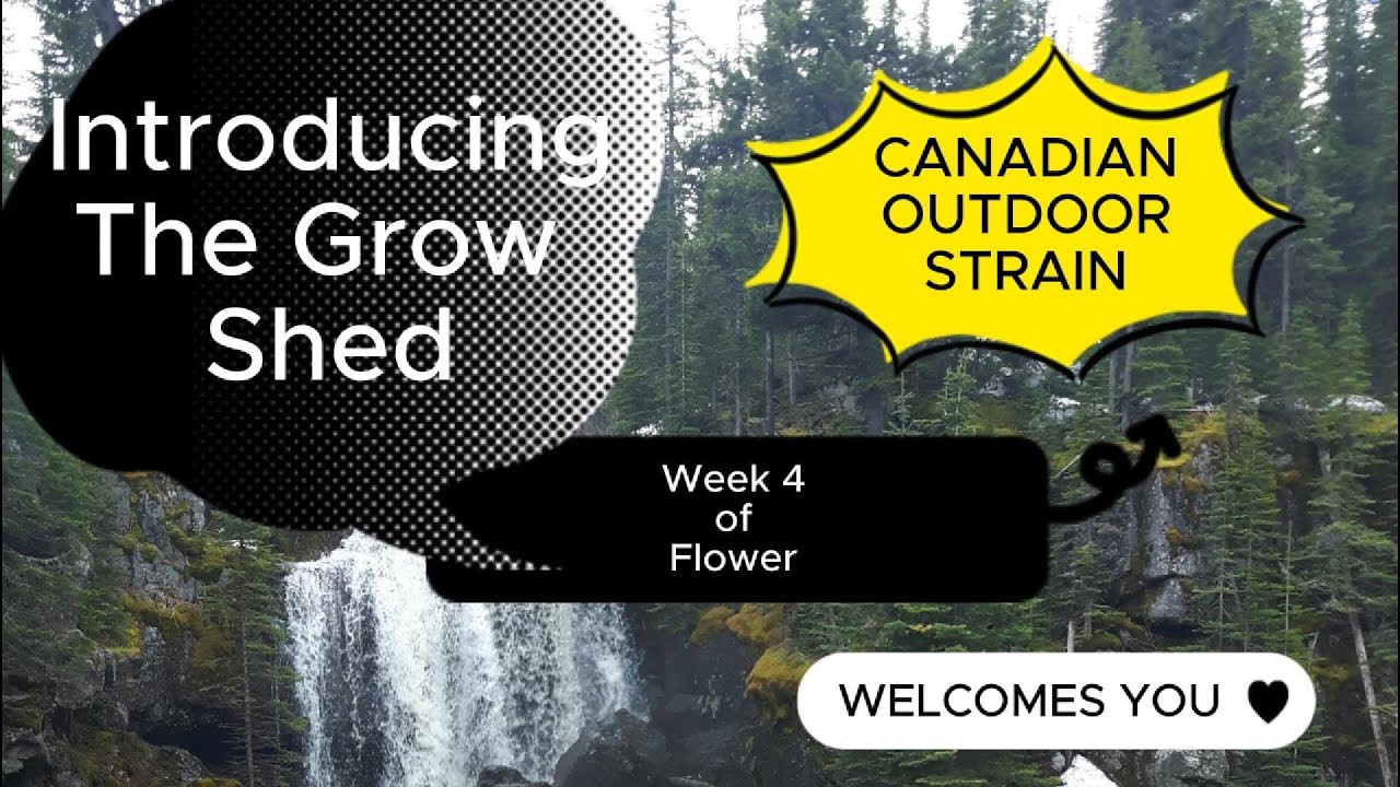 Bubba Kush - fourth week of flower - late fall - outdoor grow 2025 - Wk19 day 133  S1 - E21