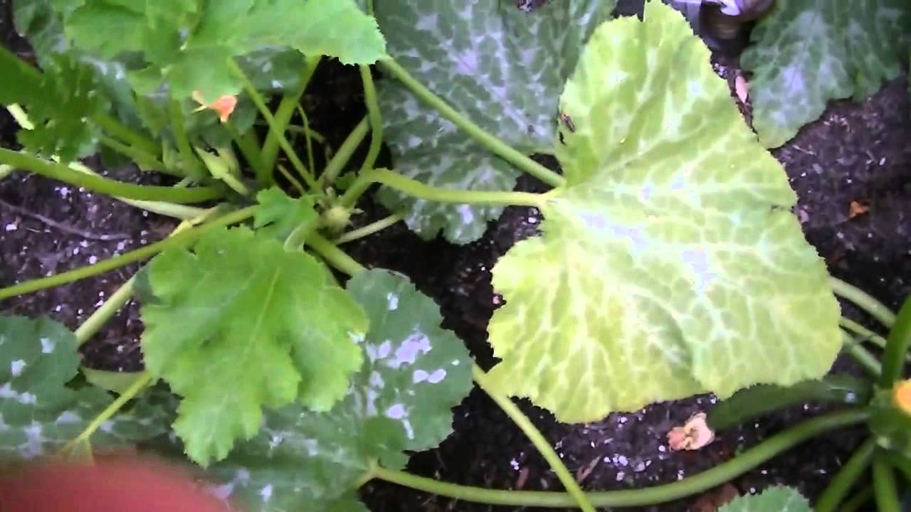 Pruning Zucchini Plants