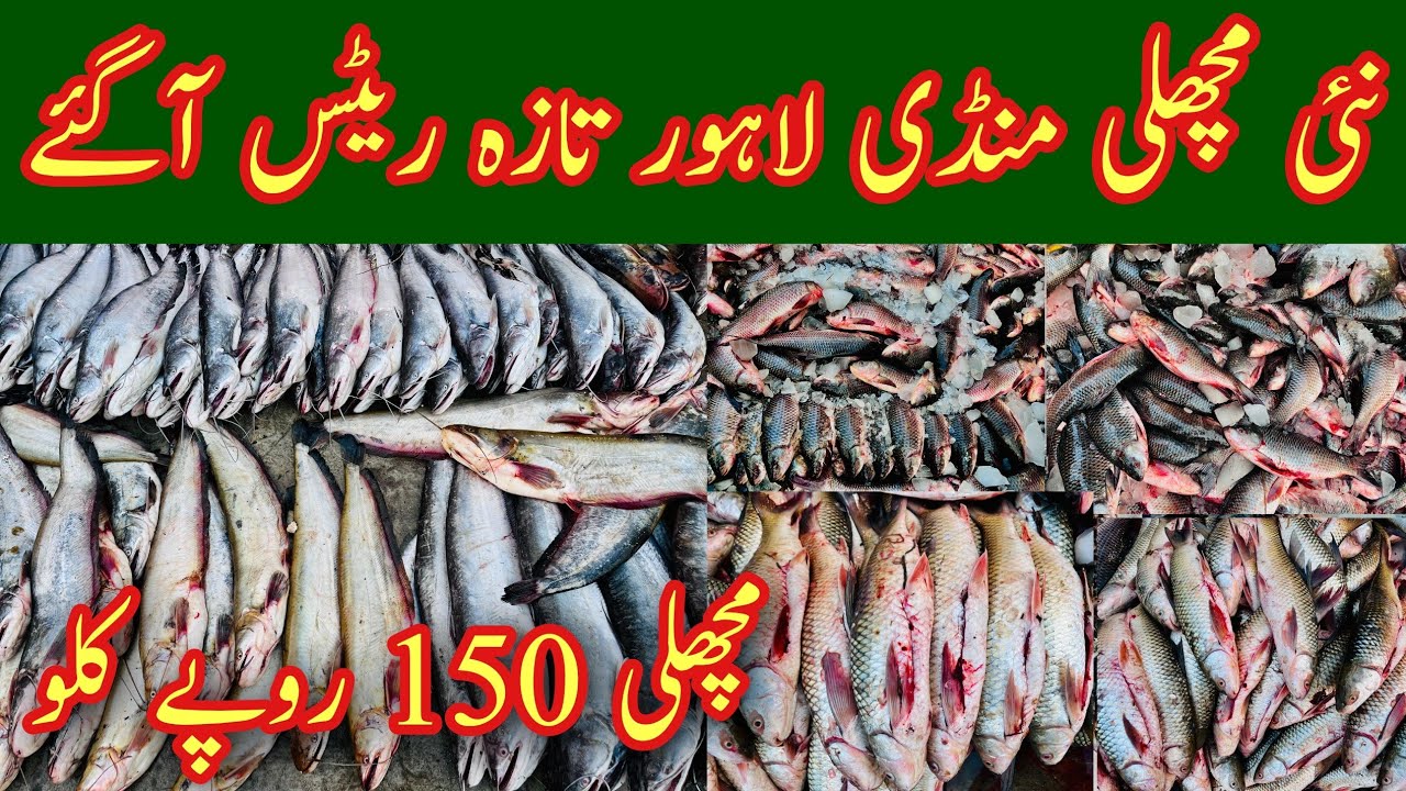 Fish Price In Lahore, Fish Market Lahore Rates Today, Lahore Machli Mandi, Rohu Fish Rate, Mr Phirtu