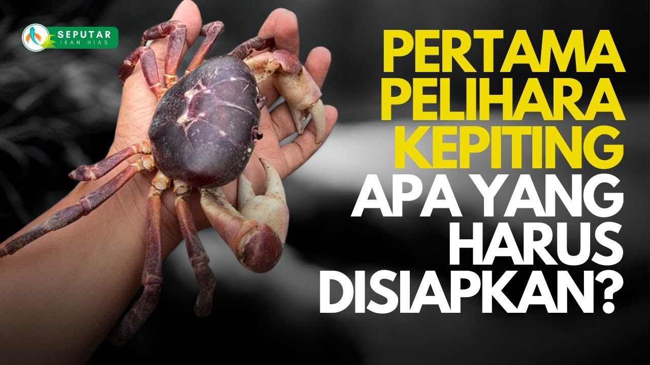 KEPITING PERTAMA GUE..!!! YANG HARUS DILAKUKAN SEBELUM PELIHARA KEPITING