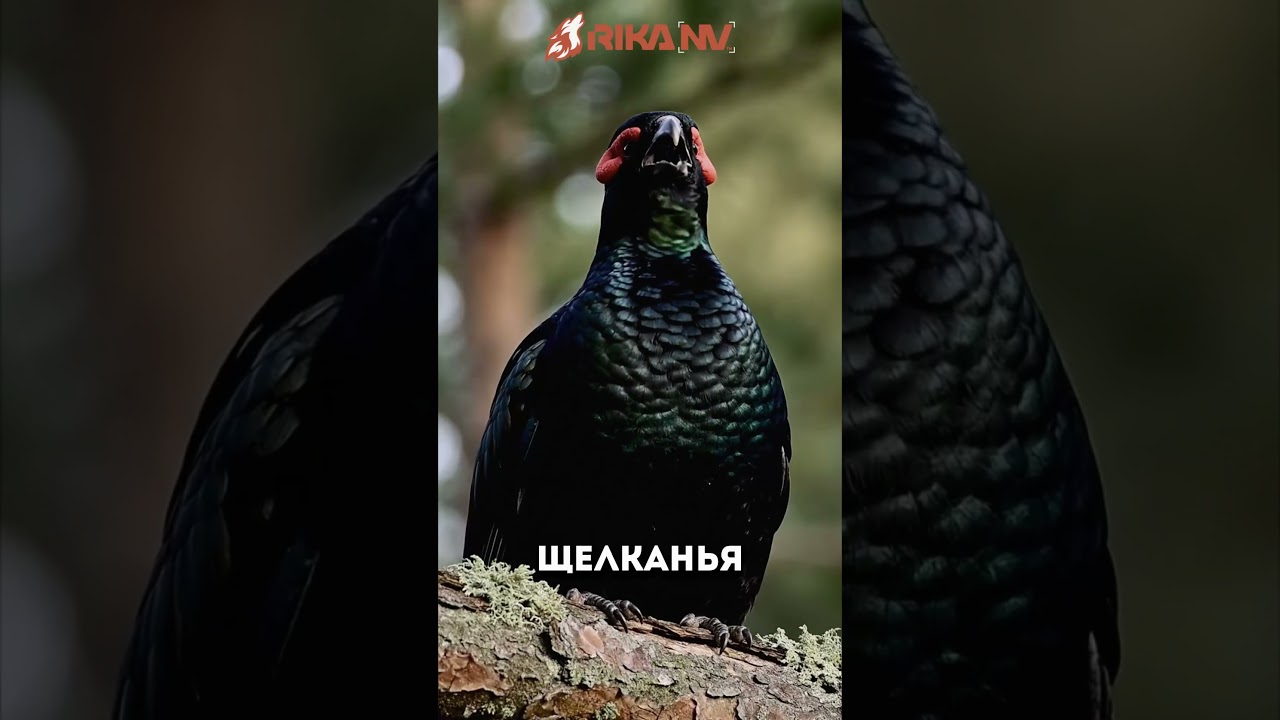 RikaNV познавательный: Почему глухарь теряет слух? #природа #птицы #hunting