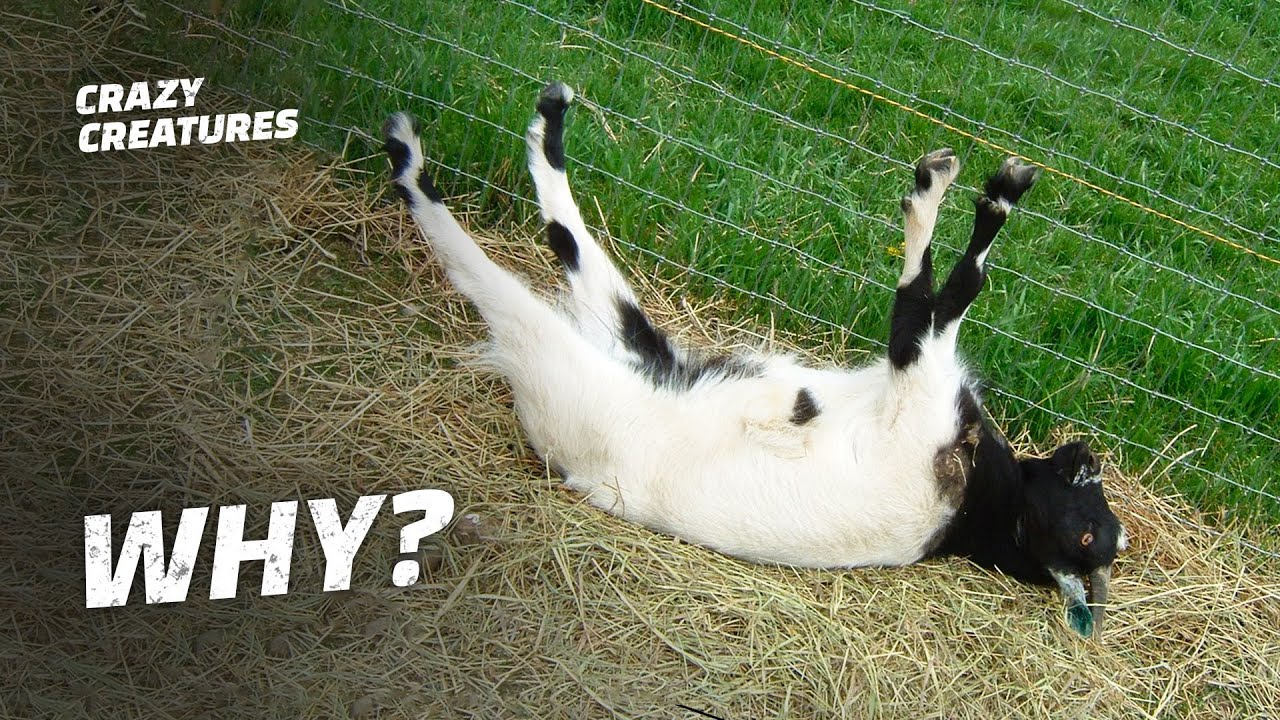 Why Are These Goats Always Fainting?